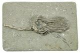 Fossil Crinoid (Platycrinites) - Crawfordsville, Indiana #263092-1